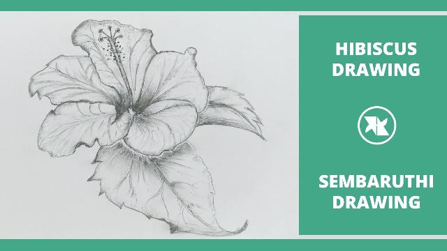 How to Draw a Hibiscus Flower | Hibiscus Drawing Step by Step Tutorial | Sembaruthi Flower Drawing