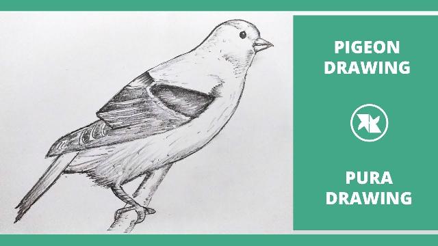 How to Draw a Pigeon Bird | Pigeon Drawing Step by Step Tutorial | Pura Bird Drawing