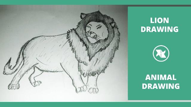 How To Draw A Lion Cartoon | How to Draw a Lion Easy Step by Step | Lion Cartoon Drawing