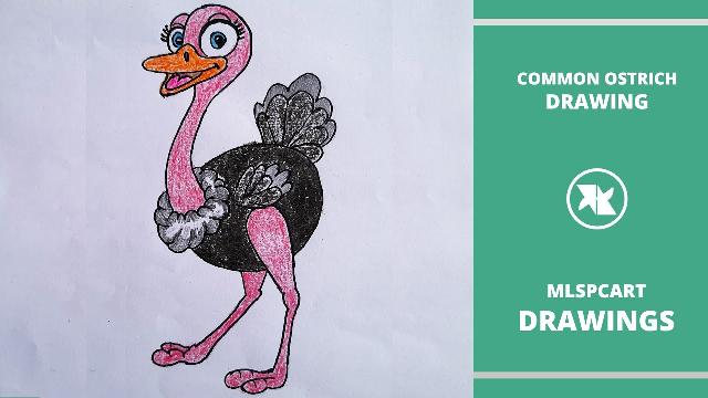 How to draw a ostrich step by step easy - Bird drawing for kids